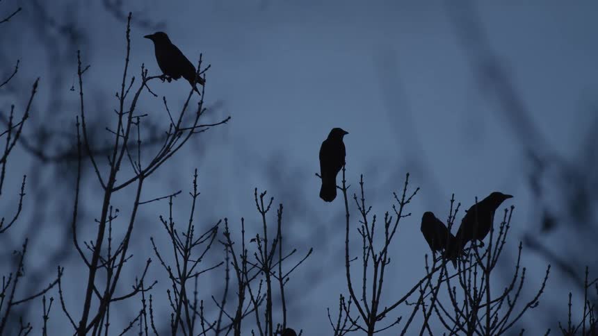 Silhouetted crows perch on bare branches against a moody, dark blue evening sky