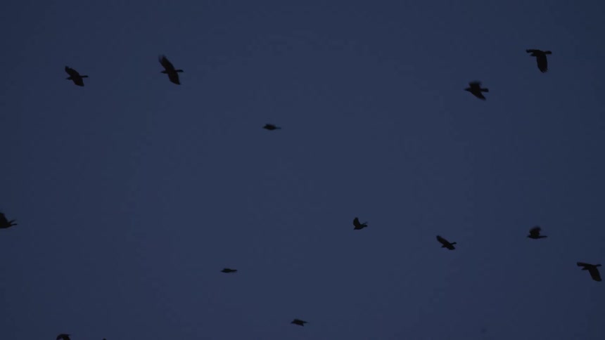 A large flock of crows is silhouetted against the dark blue sky as they fly together at twilight