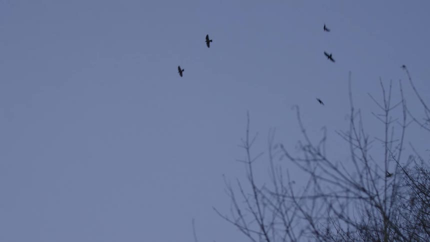 Crows take flight from bare tree branches into the dusky sky in slow motion