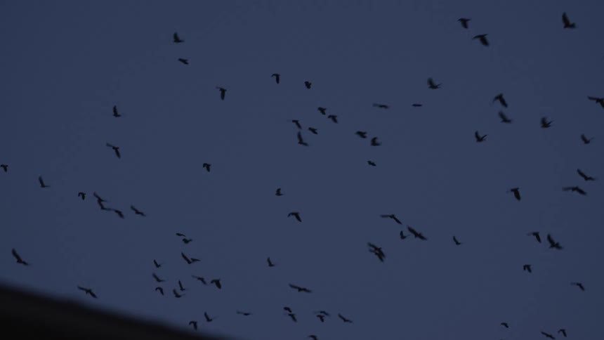 A large flock of silhouetted birds flies across the dark twilight sky in slow motion