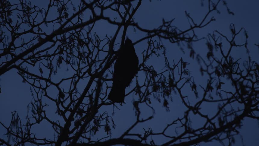 A lone raven is silhouetted on a bare tree branch against the dark blue sky at dusk