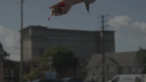 Hand sprinkles flower petals to the ground with buildings in the background