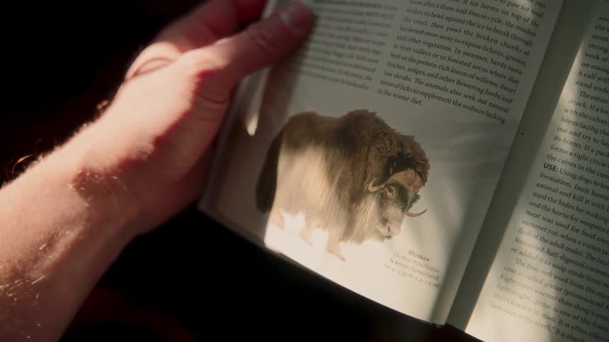 Sunlight illuminates a picture of a muskox in an animal encyclopedia as a person reads