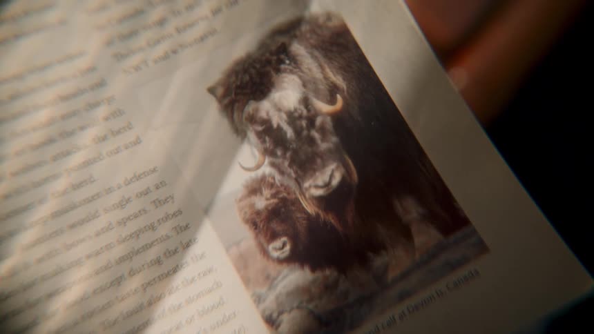 A close-up shot reveals a page in a wildlife book with a picture of a muskox and its calf
