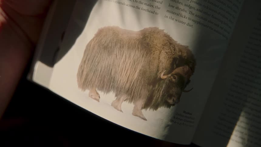 A beam of sunlight moves across an open book page featuring an illustration and description of a Muskox