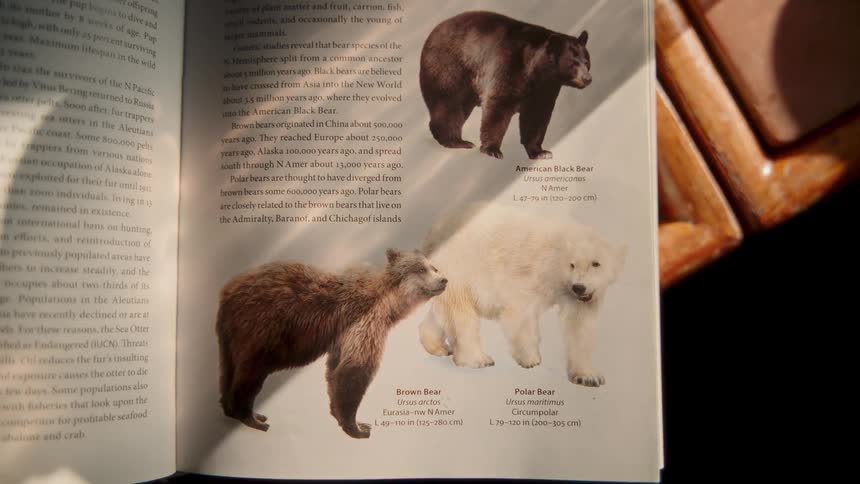 A page in a book detailing different types of bears is illuminated by natural sunlight moving across the page