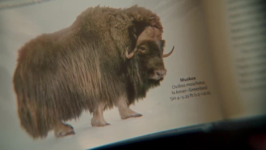 A close-up view of an open book featuring a photograph and description of a Muskox