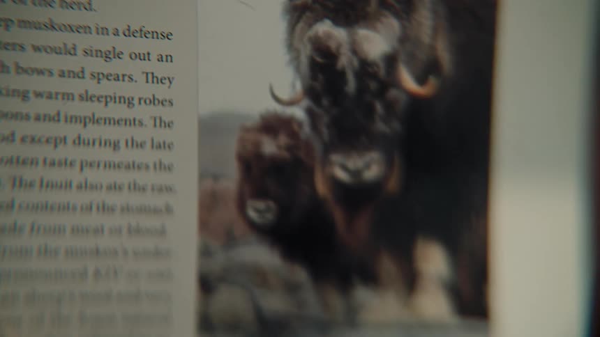 A close-up shot of an open book reveals a photograph of muskoxen and their calf, with text about the species