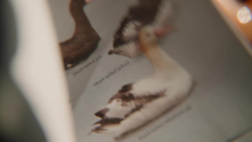 Slowly turning the pages of an illustrated encyclopedia of different animal species