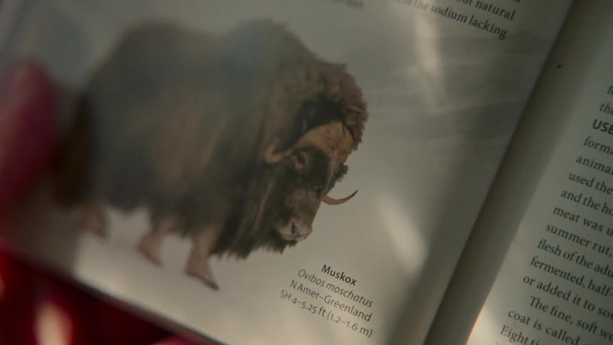 A person holds a magnifying glass over a book to get a closer look at a picture of a Muskox