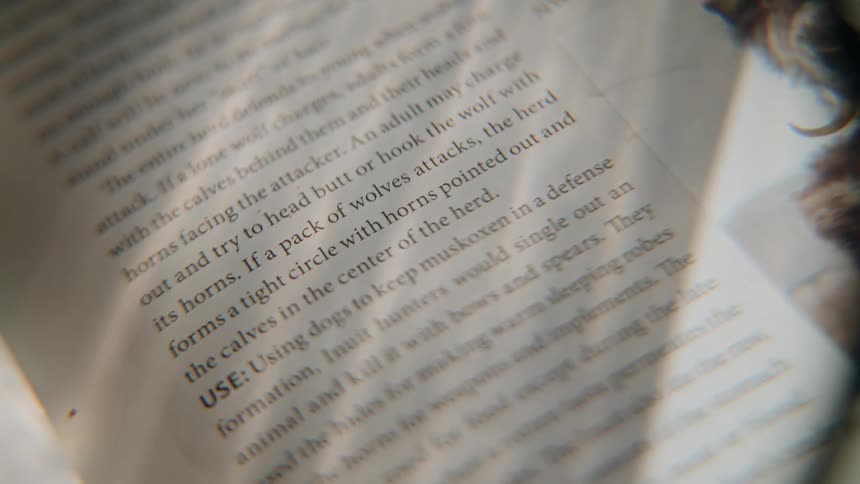 A close-up shot slowly focuses on the text in a book describing Inuit hunting practices for muskoxen