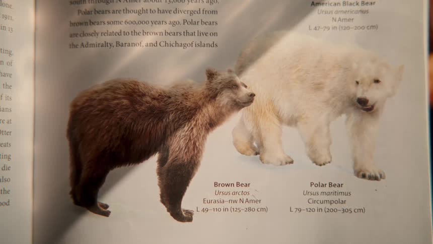 A close-up of an encyclopedia page with illustrations and information comparing a brown bear and a polar bear