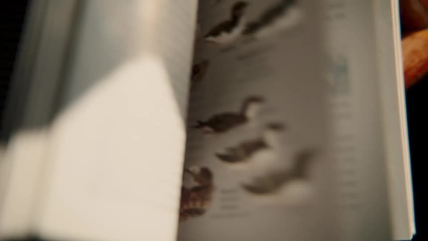 Flipping through an illustrated wildlife encyclopedia, coming to a stop on the page with brown and polar bears
