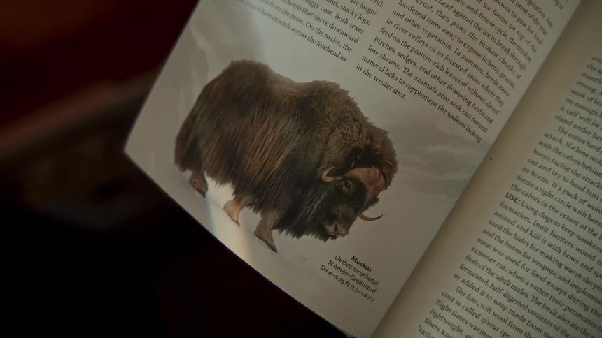A magnifying glass scans over a picture of a muskox in an animal encyclopedia