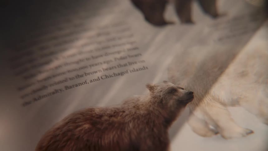 A close-up view of a page in a book detailing the history of brown bears and polar bears with moving shadows
