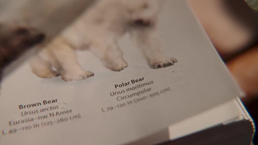 A close-up shot of an animal encyclopedia focuses on the page detailing the characteristics of the Polar Bear and Brown Bear