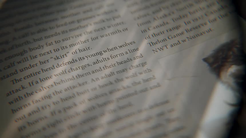 A magnifying glass slowly scans across the text and a picture of a muskox in an animal encyclopedia