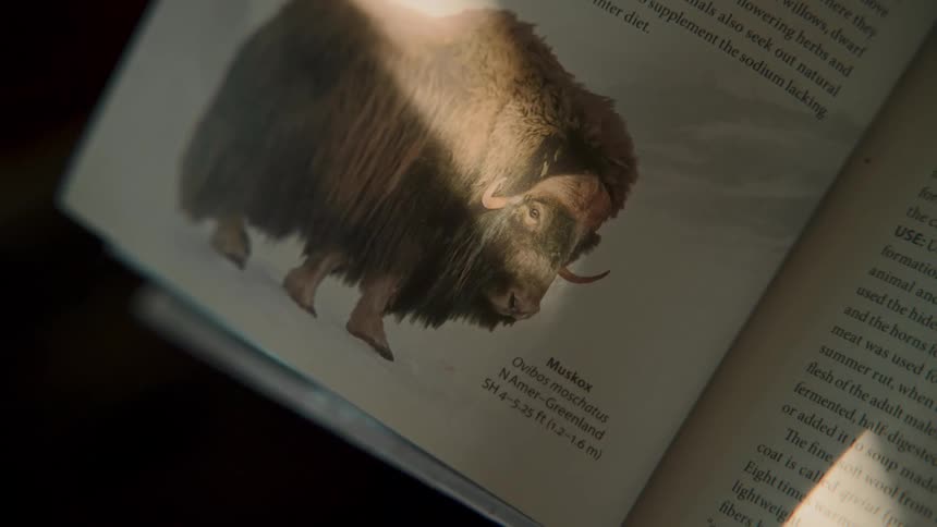 A sunbeam slowly moves across a page in a wildlife book with an illustration of a muskox