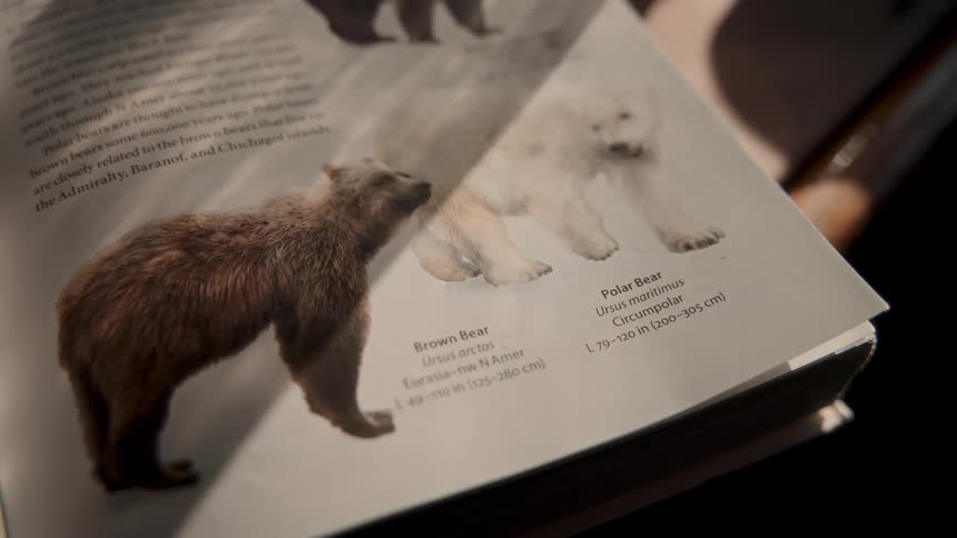 Sunlight illuminates a page in an animal encyclopedia detailing information about brown and polar bears