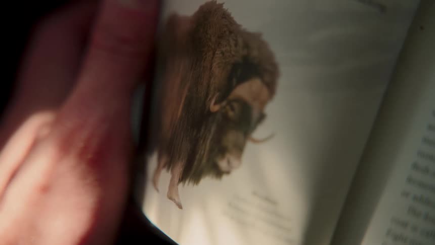 A person's thumb traces down a page, revealing a picture of a muskox in a wildlife book