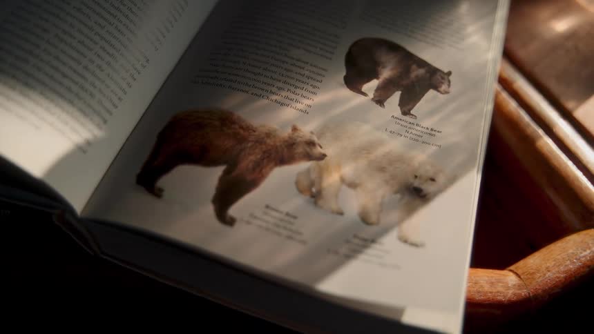 Light and shadows move across the pages of an open encyclopedia showing different species of bears