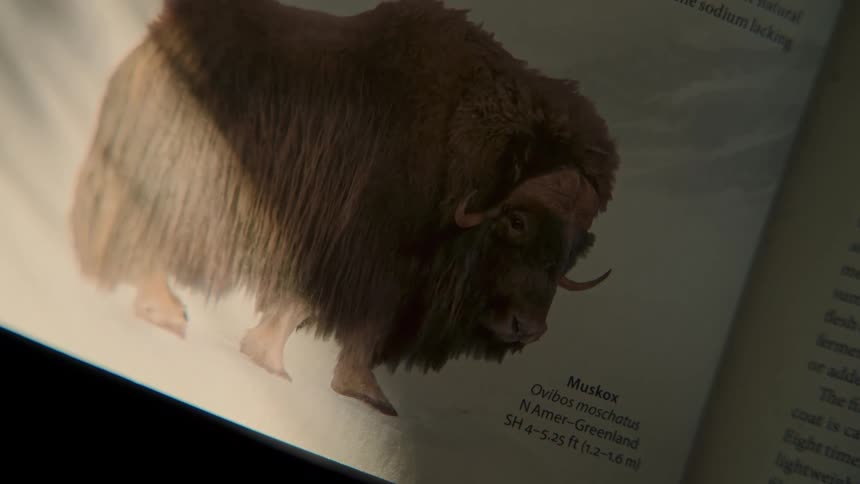 A beam of light moves across a page in a wildlife book, illuminating an illustration of a muskox