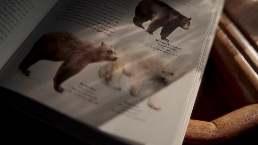 A beam of light moves across an open encyclopedia page showing different species of bears