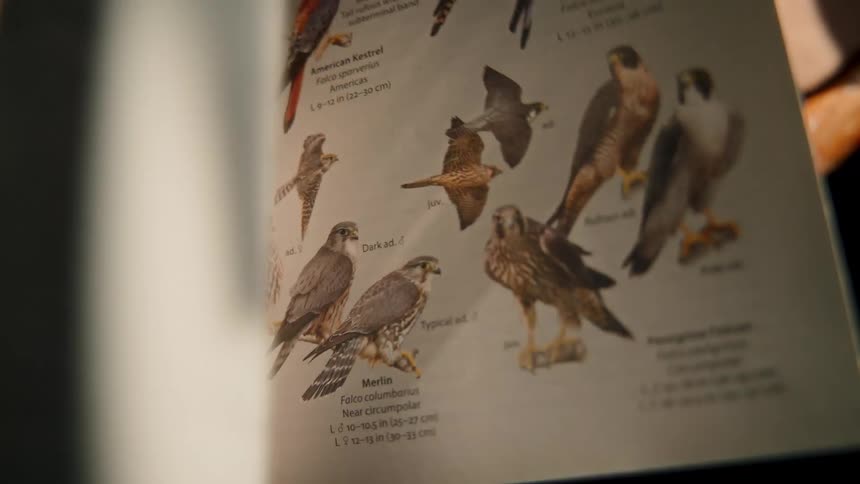 A close-up, slow-motion view of pages turning in a beautifully illustrated nature encyclopedia, showcasing various flora and fauna