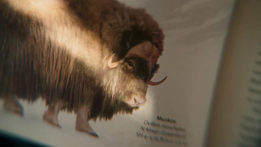 Sunlight illuminates a photo of a Muskox in an open encyclopedia, slowly panning to reveal the text