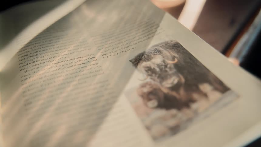 A close-up shot pans across the pages of an open book about the Muskox, illuminated by dramatic shafts of sunlight