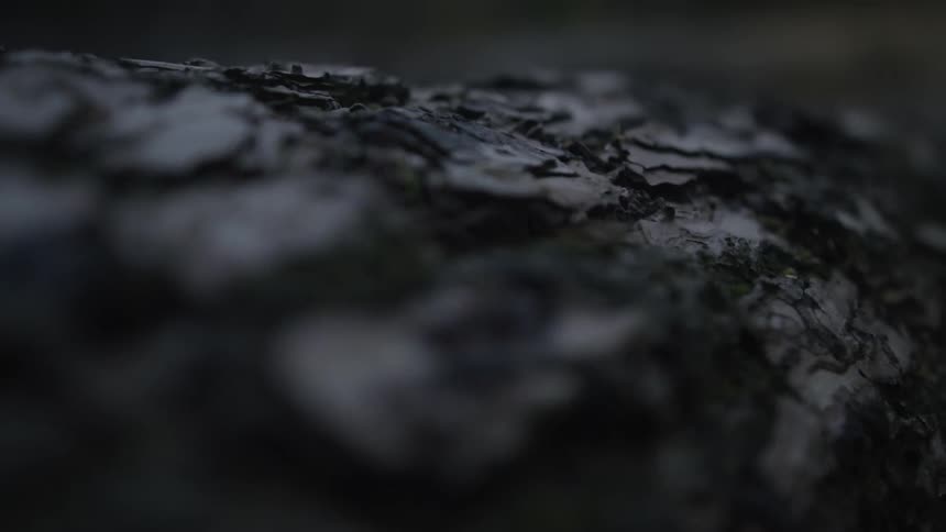 A slow focus pull reveals the intricate texture of tree bark in dim, natural light