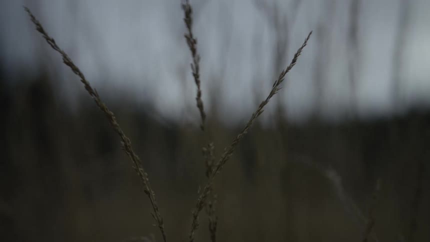 A solitary stalk of dry grass sways gently in the wind against a blurred, overcast backdrop