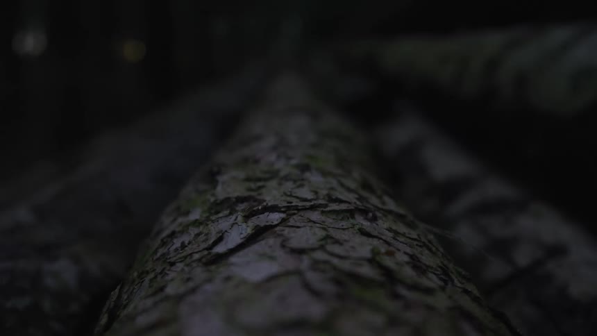A slow focus pull reveals a stack of freshly cut tree logs in a dark and moody forest at dusk