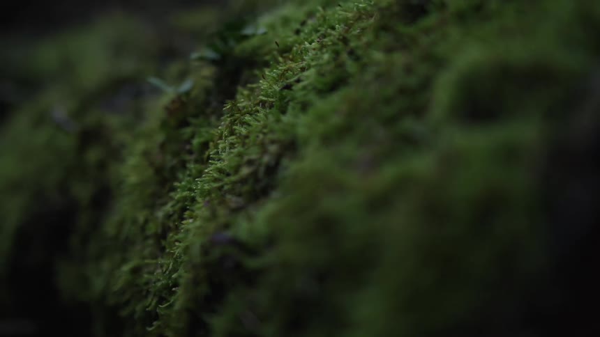 A detailed macro shot with a slow focus pull across lush green moss covering a surface in a forest