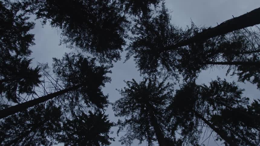 Looking up at the silhouetted treetops of a dark forest spinning against a gloomy, overcast sky