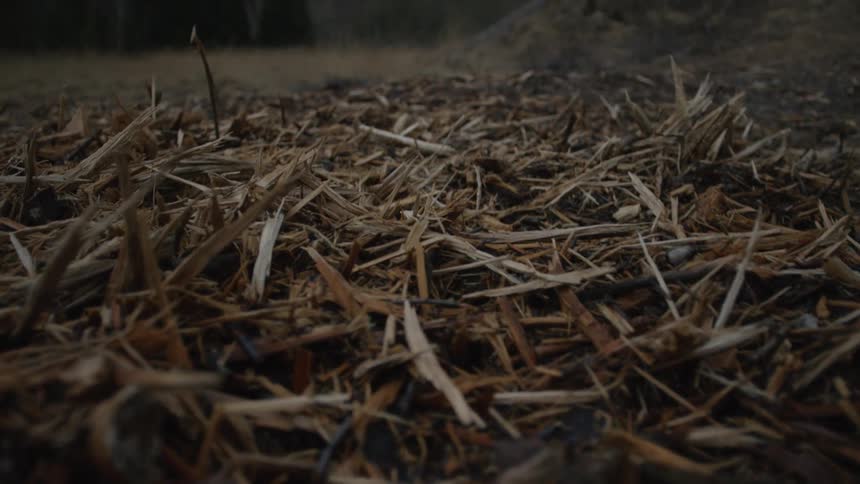 A slow and moody pull back shot from a close-up of wood chips on the ground reveals a desolate forest landscape