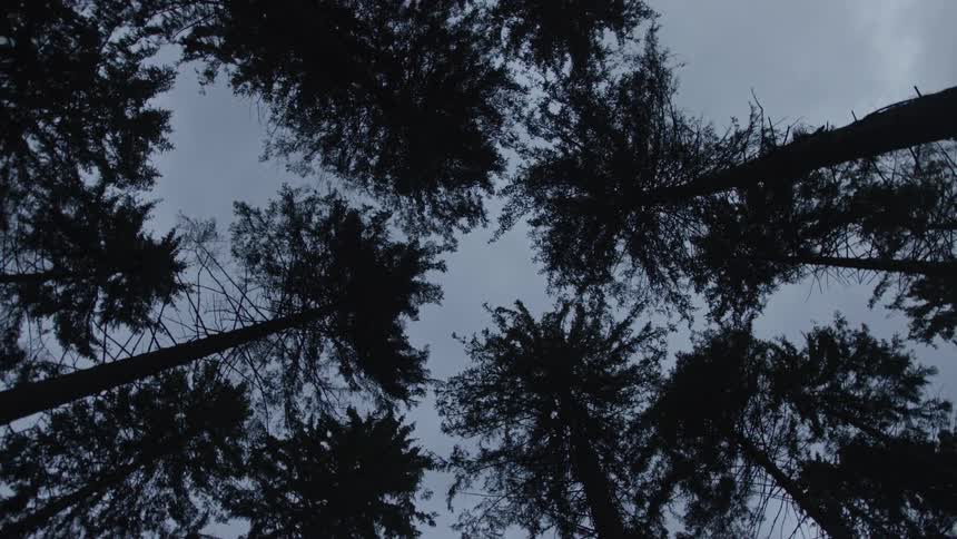 Silhouetted treetops in a dark forest spin slowly below a moody, overcast sky