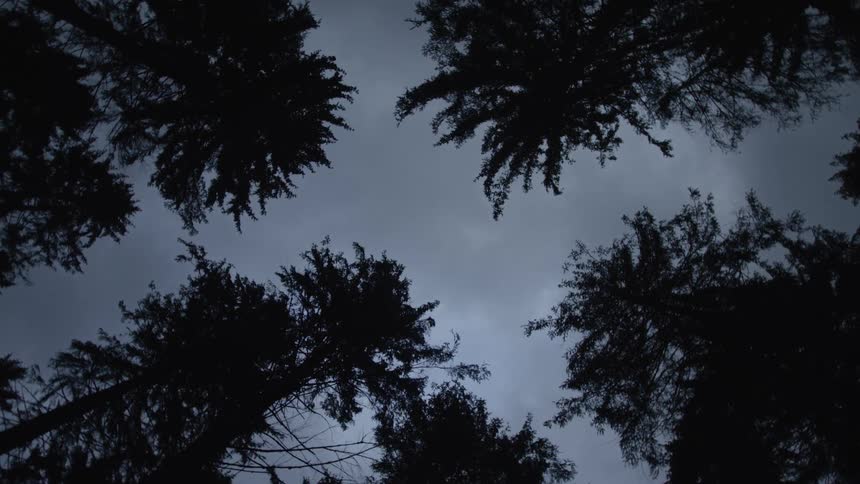 A slow pull-back from the dark silhouettes of treetops against a gloomy, overcast sky creates a mysterious and spooky atmosphere