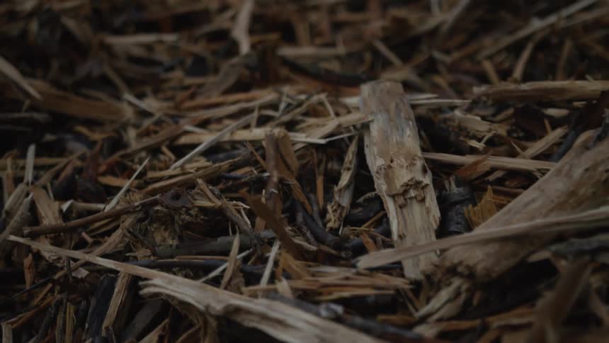 A slow pan across a bed of weathered wood chips and splinters