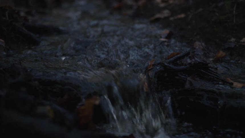 A gentle stream cascades over dark roots and fallen leaves in a quiet, shadowy forest in slow motion