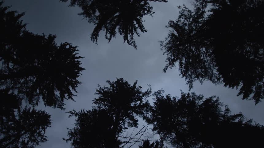 A slow, disorienting low-angle view looking up at a dark, cloudy sky through the silhouettes of tall forest trees
