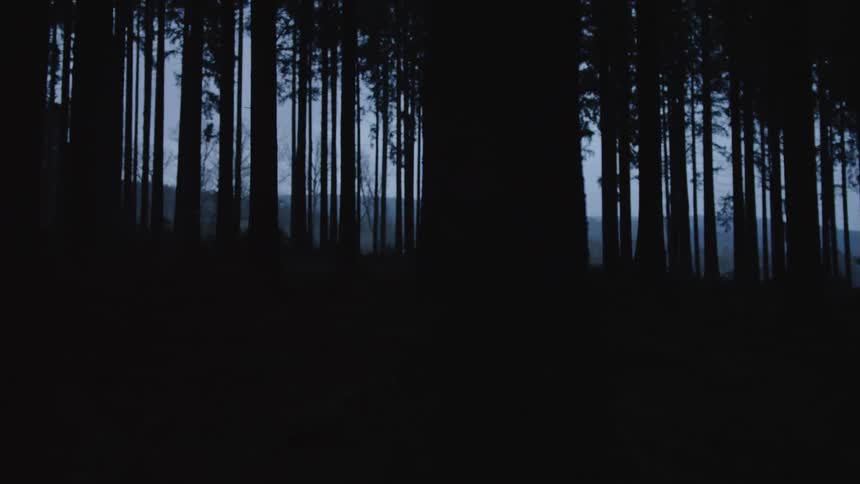 A slow, mysterious pan through a dark, silhouetted forest at dusk