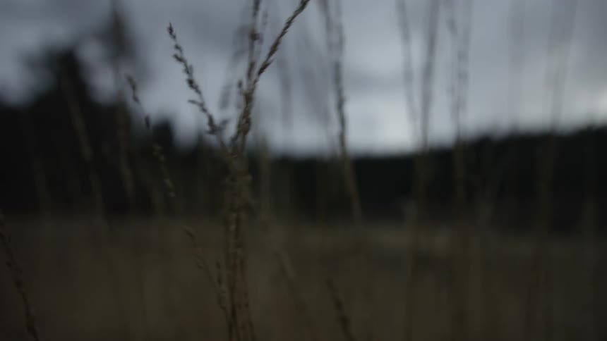 A slow-motion close-up captures tall, dry grass swaying gently in a field against a blurry, overcast sky at dusk
