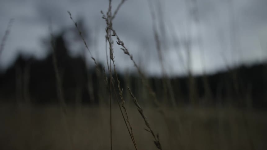 Close up of tall dry grass swaying in a field during a gloomy evening
