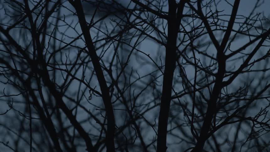 The silhouette of bare tree branches slowly comes into focus against a dark, cloudy sky at dusk