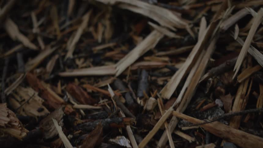 A slow-motion close-up dolly shot over a bed of natural wood chips and twigs on the forest floor