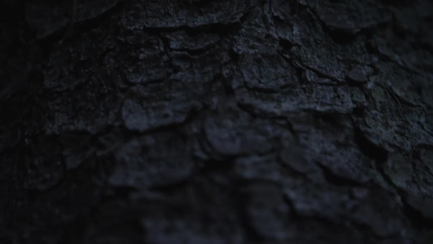 A mysterious slow pan down the scaly, textured bark of a tree in very low light
