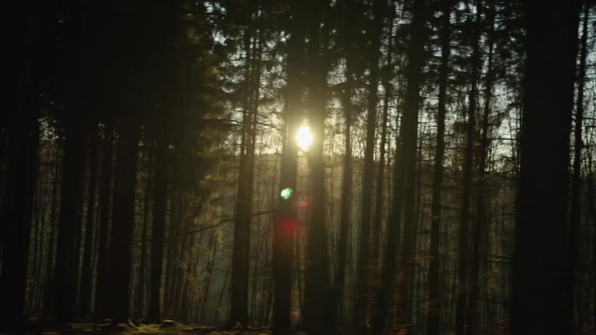 A dynamic tracking shot captures the golden sun flaring through the dark silhouettes of trees in a dense forest