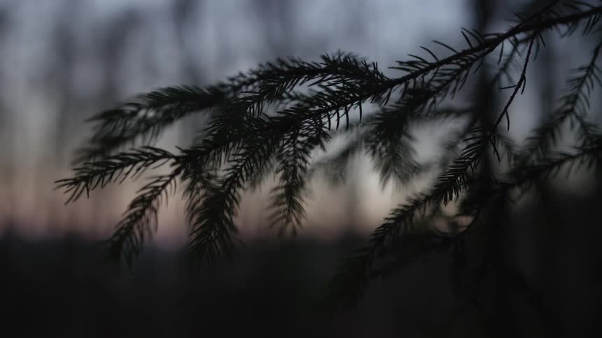A close-up of a silhouetted pine tree branch against a blurry, dusky sky at sunset