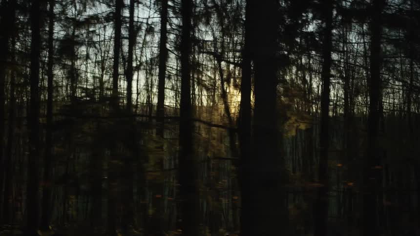 A smooth tracking shot reveals the setting sun peaking through the dark silhouettes of a dense forest
